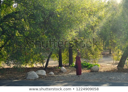 Stock photo: Sunburst On Garnet Background