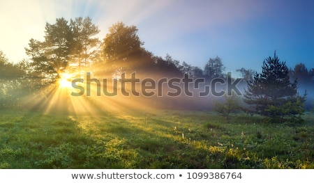 Zdjęcia stock: Sun Rays Beaming Through The Mist In Forest