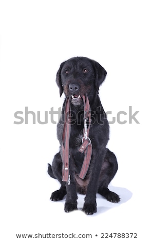 Imagine de stoc: Mixed Breed Black Dog Sitting In White Studio