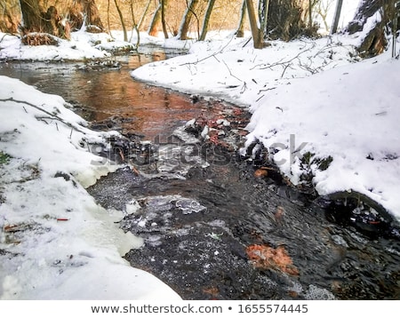 Stock fotó: Tree Trunks Along Forest Stream With Snow In Winter