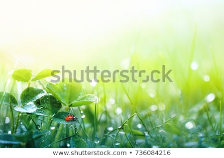 [[stock_photo]]: Shamrock With Green Ladybug