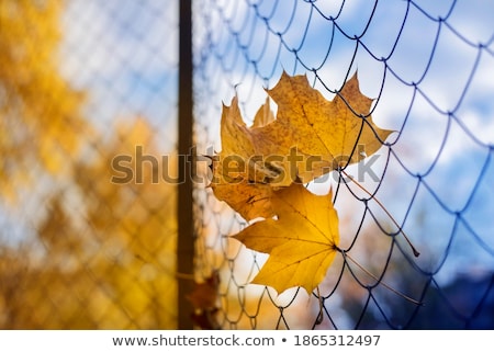 [[stock_photo]]: Fall Leaf Caught On A Fence