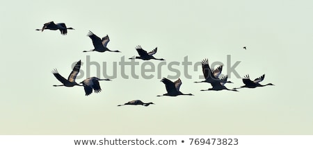 ストックフォト: Birds Cranes On Sunset Background