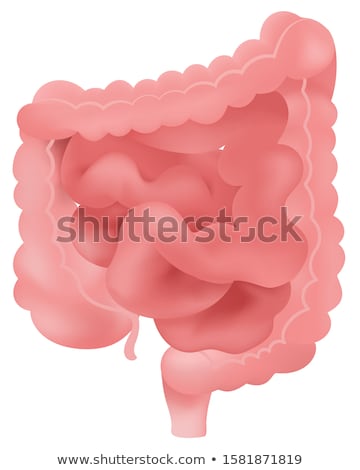 Foto stock: Vector Intestines Digestive Tract Large And Small Intestine Digestion Gastroenterology Flat Des