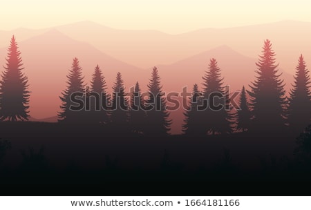 Foto stock: Pine Trees With Sun