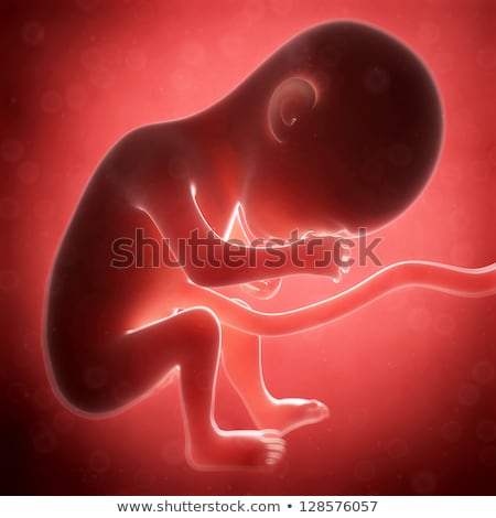 Foto d'archivio: 3d Rendered Illustration - Human Fetus Month 6