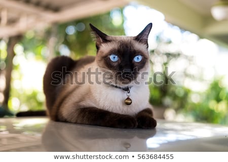 Stock fotó: Siamese Cat