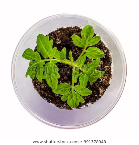 Stock fotó: Tomato Seedlings In A Plastic Disposable Cup