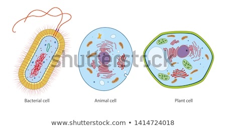 Foto stock: Animal And Plant Cells