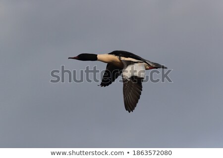 ストックフォト: Common Goosander Flying