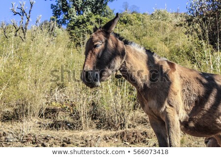 Stok fotoğraf: Mulis In Nepal For Goods Transportation