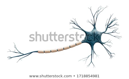 Stock fotó: Myelination Of Nerve Cell