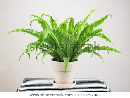 [[stock_photo]]: Ferns And Bird In The Garden