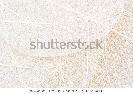 Stock fotó: Transparent Leaves Background