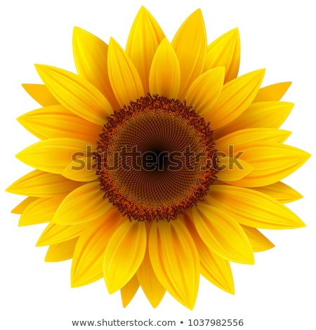 Foto stock: Sunflower