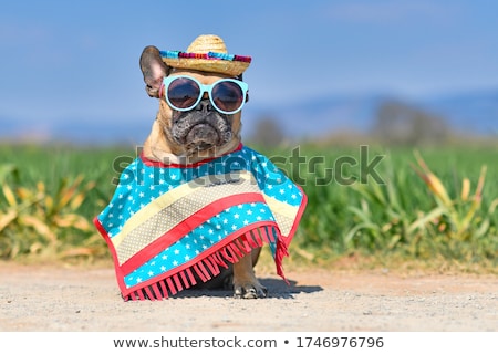 Stok fotoğraf: Mexican Dog