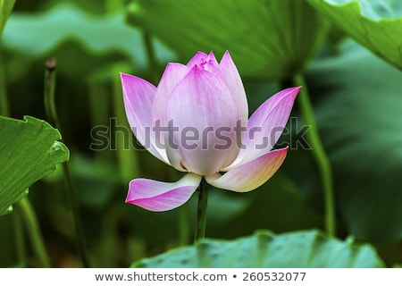 Stock photo: Pink Lotus Flower Close Up Beijing China