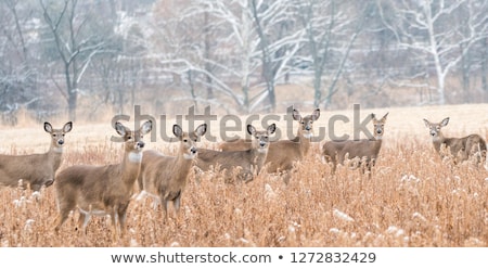 Stock fotó: Alert White Tailed Deer