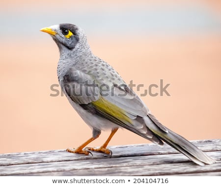 Foto d'archivio: Noisy Miner Manorina Melanocephala