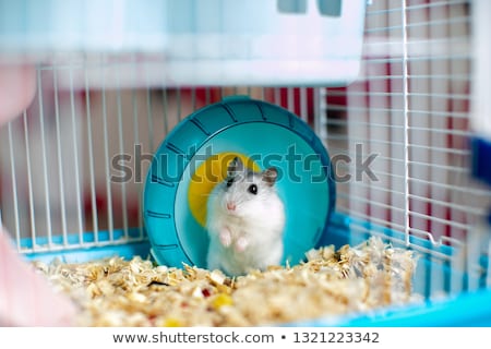 [[stock_photo]]: Hamster In The Cage