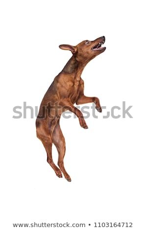 商業照片: Pinscher Jump Up In A White Studio