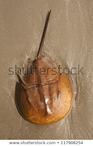 Сток-фото: Mangrove Horseshoe Crab Carcinoscorpius Rotundicauda