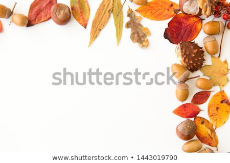 Stockfoto: Autumn Leaves Chestnuts Acorns And Berries Frame