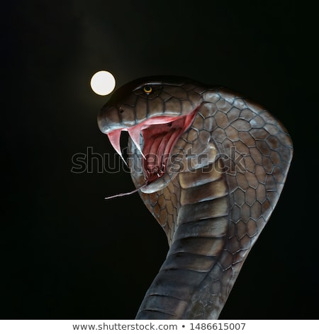 Zdjęcia stock: Angry Cobra Tattoo