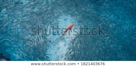 Сток-фото: Shark Is Hunting