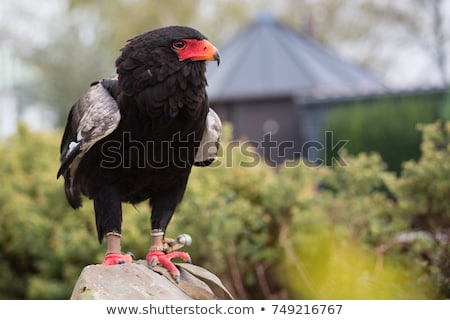Foto stock: Bateleur Eagle - Wild Raptors From Africa Background Of Color And Plumage