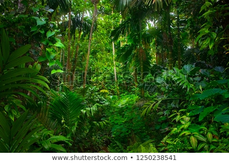 Foto d'archivio: Tropical Rain Forest Landscape With Waterfall