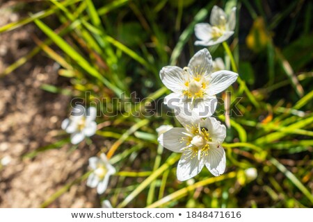 White Parnassia Stok fotoğraf © Daboost