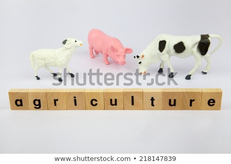 ストックフォト: Plastic Cattle With Word Agriculture