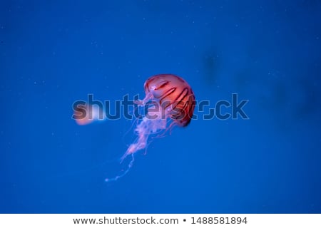 Сток-фото: Jellyfishes In The Aquarium