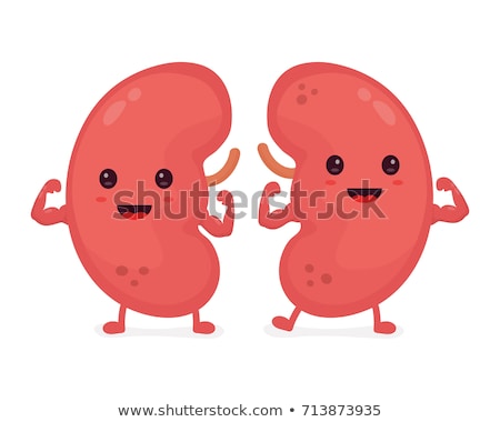 Stockfoto: Human Kidneys Cartoon