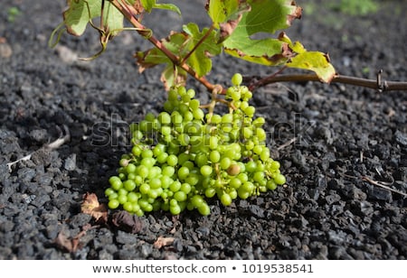 Zdjęcia stock: Vineyard In Lanzarote Island Growing On Volcanic Soil