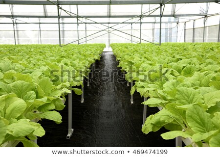 Foto d'archivio: Commercial Greenhouse Soilless Cultivation Of Vegetables