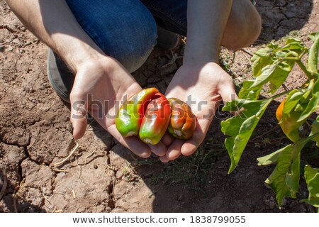 Foto stock: Ripening Red Hatch Chile