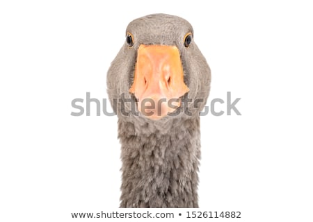 Stockfoto: Portrait Of A Goose