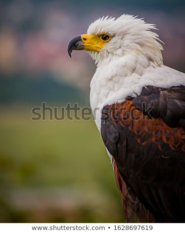 Stok fotoğraf: African Fish Eagle Haliaeetus Vocifer