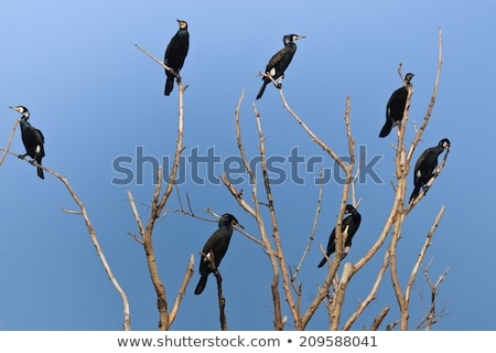 Foto stock: Colony Great Cormorants In Tree