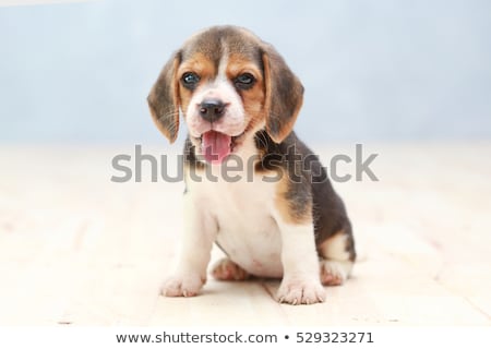 Foto d'archivio: Alert Beagle Pup