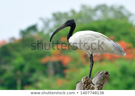 [[stock_photo]]: Sacred Ibis Threskiornis Aethiopicus