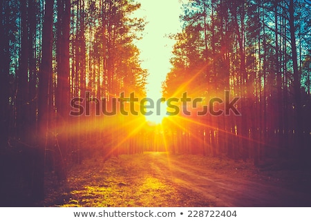 [[stock_photo]]: Forest At Sunset