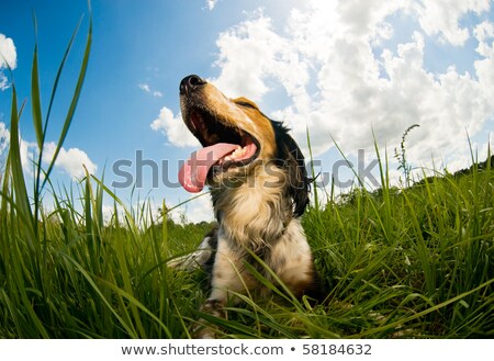 Tired Dog Panting [[stock_photo]] © Shevs