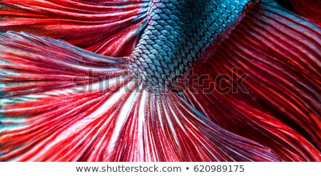 Foto stock: Red Fish With Frame