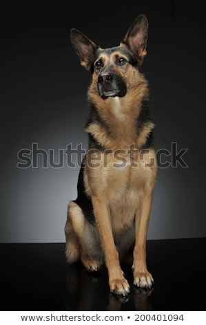 Foto stock: German Shepherd Sitting In The Reflexing Shiny Studio Floor