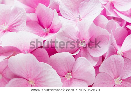Foto stock: Bloosom Hydrangea - Pink Flower Pattern Floral Background