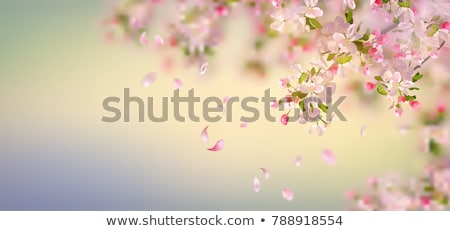 Flor de manzana en primavera Foto stock © kostins
