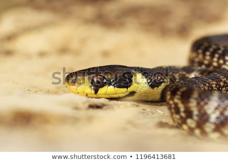 Stock fotó: Colorful Portrait Of Juvenile Aesculapian Snake